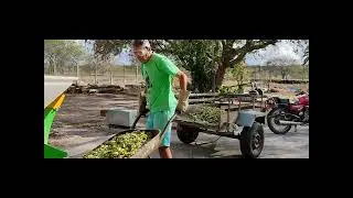 Preparando ração de mandacarú para o gado. Muito bom para os animais.