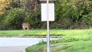 2/5 - 1 Deer ~ Cleveland, Ohio, Lake Erie, Up North | Northeast | Midwest, United States ~ 8:15 AM.