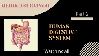 Physiology of Human Digestive System || Functions || Parts of Digestive Tract || PART 2