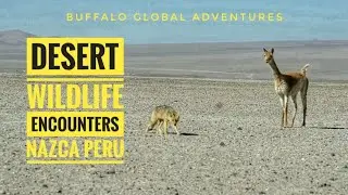 Nasca, Peru - SURPRISE Desert Wildlife Encounter