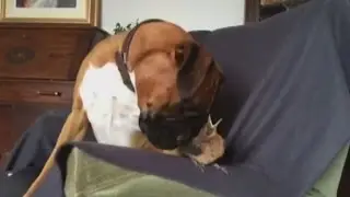 The unlikely friendship between a dog and a little bird