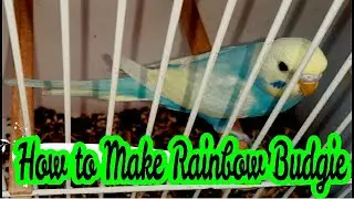 How to Produce Rainbow Budgies | Best way to make Australian Rainbow Budgie
