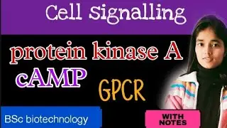 protein kinase A signalling  | GPCR- cAMP-PKA pathway| signalling | cell signaling | #iitjam #gatb