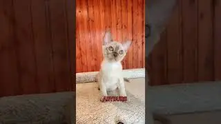 Бурманская кошечка Прага 2,5 мес#видео#дети#котенок#кошка#купить#сегодня#игра#бурмалда#ABYBURS#шок
