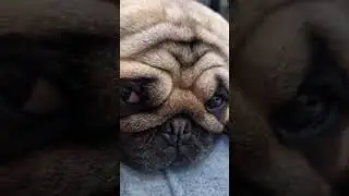 Perigosa essa #Vandinha #pug #shitzu #gatos #julgando #puglife #gatopersa #pugs  #shitzu_lover
