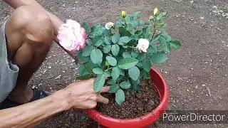 Cara memindah bunga mawar dari polyback ke pot