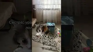 ТИПИЧНАЯ ПОЕЗДКА НА ДАЧУ #мемныекоты #видеоприколы #fun