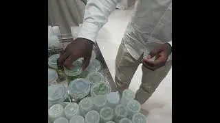Date palm Via Tissue Culture Techniques _ ًمراحل إكثار النخيل نسيجيا