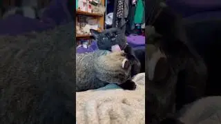 🐾 Laugh-Out-Loud Cat Compilation 😹 Cute & Funny Cat Moments You&rsquo;ll Love #catvideos