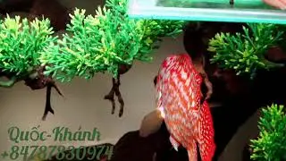 Top Kamfa GB Super VIP! 👉 whatsapp +84787830974 👉Can ship to all countries #highclassflowerhornfis