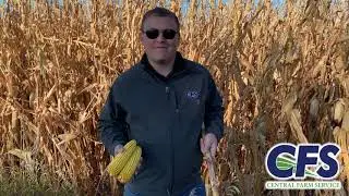 55-53 Dekalb Hybrid  Seed Highlight
