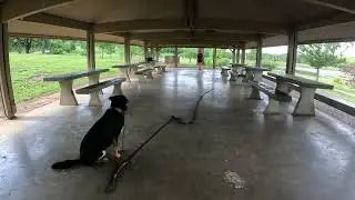German Shepherd/Blue Heeler Mix Recall