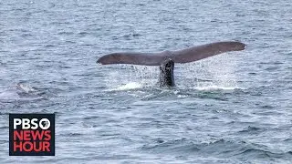 Conservationists fight to save Northern Atlantic right whales from extinction