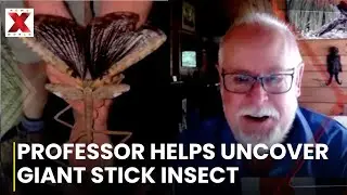 Giant Insect LIVE: Australian Professor Helps Discover Giant Stick Insect, Calls It &lsquo;Really Neat&rsquo;
