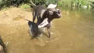 Slow Motion wet Weimaraner