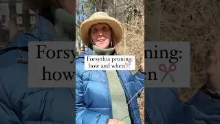 When And How To Prune Overgrown Forsythia✂️😅