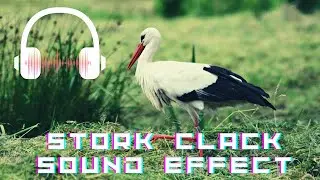 Beautiful White Stork bird sound effect | Real White Storks Clicking/Clacking sounds
