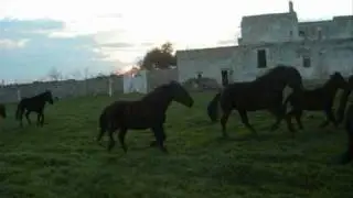 Fattrici e Puledri Murgesi - Allevamento Vallenza