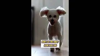 Top 5 Most Loving Dogs 🐶❤️