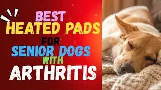Best Heated Pads for Senior Dogs with Arthritis (Buyer's Guide)