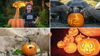 Zoo Boo is back through Halloween at Houston Zoo
