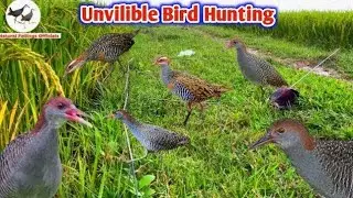 Traditional Rural Water Hen Hunting 2026 #NaturalBirdHunting