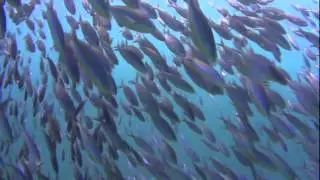 Raja Ampat Dive Lodge, Mansuar Island - Papua. Indonesia
