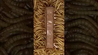Mealworm VS Kitkat Chocolate #timelapse #mealworm #chocolate #satisfying #shorts