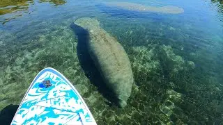 COOLCAA SUP Board丨Zu den stillen Gew&auml;ssern Floridas, um die sanfte und charmante Seekuh zu treffen