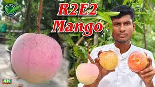Jambu Red mango (R2E2 mango)