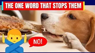 How to Stop Your Dog From Counter Surfing (Fast & Humane)