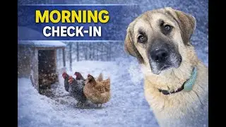Deep Cold Morning Update: All Animals Doing Well