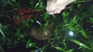 Bengi2 golek lawuh Reng pingger kali 👿👿