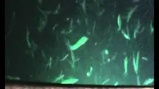 Crazy Fishing Fantastic light Green LED- Fishing Light Attractor - &nu;&upsilon;&chi;&tau;&epsilon;&rho;&iota;&nu;ό &psi;ά&rho;&epsilon;&mu;&alpha;