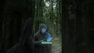 Don't Use a Compass Here. 🧭 (Aokigahara Mystery)