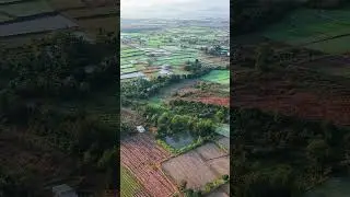 Rice fields & instrumental music