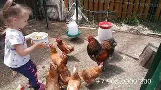 Собрали урожай. Заглянем к джентльмену.