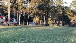 Sky - 5 month old Kelpie sheep dog training