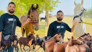 Pakistan Kay Best Neza baaz Horse in F9 Park Islamabad | NEZA BAAZI || ANEEL SAMUEL VLOGS