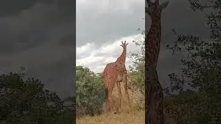 the tallest giraffe I have ever seen at game driving wow 😲😳😳😳