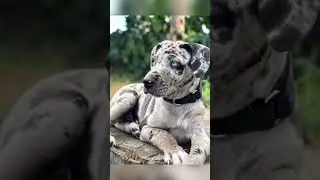 This Dog Breed Has a WILD Past You Never Knew #dogs #history #catahoula