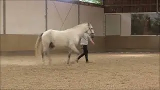 Pia Neumayer   Akademische Reitkunst, 93336 Steinsdorf