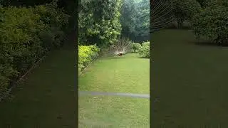 ram bagh hotal, peacock mor ।#@sreegajanand