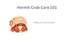 Hermit Crab Care 101 (2025)