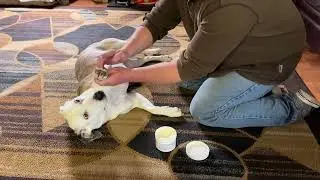 Musher's Secret Dog Paw Wax Review: Ultimate Protection for Your Pet's Paws 🐾🛡️ #amazonfinds