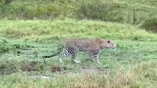 This Is How Leopards Hunt | A Safari Moment You&rsquo;ll Never Forget