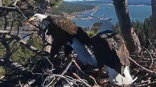 FOBBVCAM Eagles🦅Jackie Brings Another Tree to the Fortress 🏗️ Shadow Shakes His Head🙈 2026 Jan 13