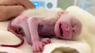 Adorable Tiny baby Monkey With Take Care Love