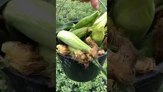 Відро кукурудзи в кожну хату бажаю.