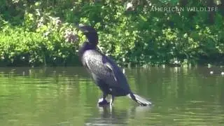 American Wildlife --- Neotropic Cormorant